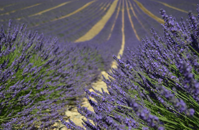 Lavender Field_Verdon_France_Jean_Baptiste_Lasserre